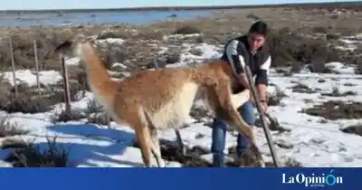 El gobernador Vidal volvió a salvar a un guanaco atrapado en un alambrado y las imágenes explotaron