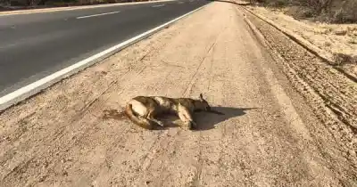 Un puma joven murió atropellado en una ruta de Mendoza y enciende las alarmas