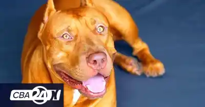 Tragedia en Córdoba: la dura advertencia de los veterinarios tras el ataque mortal de un pitbull a un nene de 3 años