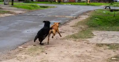 El alarmante dato detrás de la superpoblación de perros y gatos en Rosario