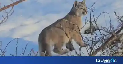 Video: una puma y sus cachorros aparecieron en el acceso al Glaciar Perito Moreno y piden máxima precaución