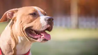 Se entregó el dueño del perro que mató a un nene de 3 años en Córdoba