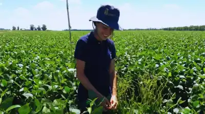 Alerta en el campo: la defoliación tardía de la soja no solo recorta el rinde, también degrada su calidad