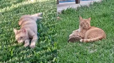Ricardone en alerta: Un nuevo crimen animal con un macabro mensaje que dejó helados a los vecinos