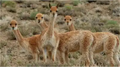 Misterio en la Puna: 12 vicuñas aparecieron muertas y los vecinos sospechan de algo más