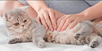 Alerta en Argentina: 65% de gatos y 36% de perros sufren enfermedades urinarias