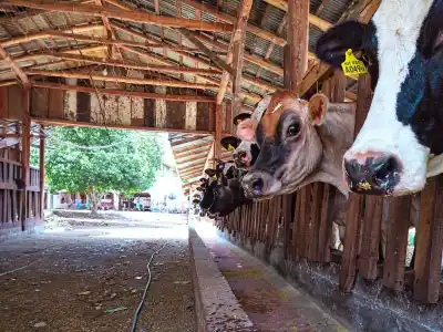 Misiones pone bajo la lupa a 80 tambos: ¿qué buscan detectar en los rodeos?