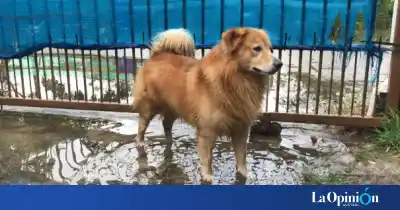 Detectan leptospirosis en perros de Santa Cruz: ¿qué peligro corre la población?