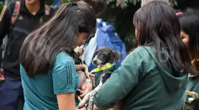 Perros en busca de un hogar: llega una nueva jornada de adopción y vacunación gratuita en Salta