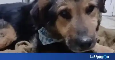 La perra Vida sigue luchando: esperan que sus huesos fracturados suelden para evitar una cirugía