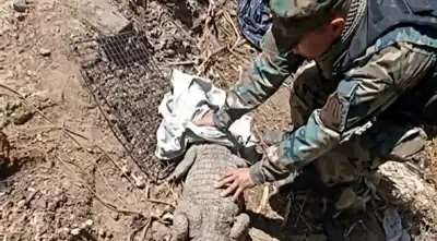 Un yacaré apareció en una represa privada de Salta y desató un operativo de cinco días