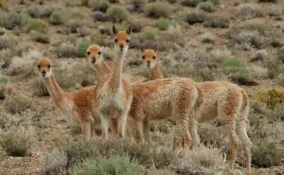 Hallan 12 vicuñas muertas en la Puna jujeña: investigan una posible matanza con armas de fuego