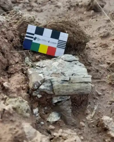 Un vecino encontró fósiles de 7 millones de años en una laguna pampeana