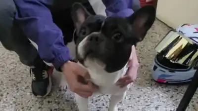 El insólito rescate de un Bulldog Francés en Paraná: pedían $300.000 para devolverlo