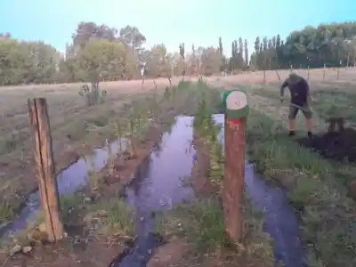 El paraje patagónico que desafía al desierto con cáñamo industrial y sueños cooperativos
