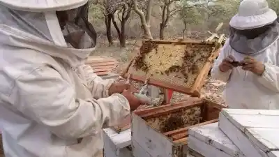 El drama de las abejas en Catamarca: lluvias, colmenas caídas y la nueva ley que busca proteger a los apicultores locales