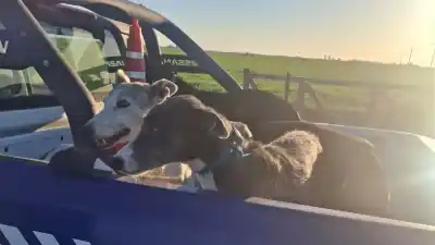Cazaban animales silvestres en Córdoba: qué secuestraron en tres operativos