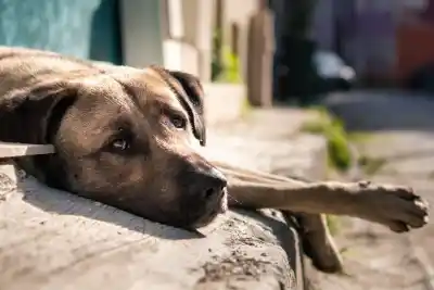 ¿Abandono o maltrato? La cruda realidad que atraviesa el Centro de Adopciones de Salta