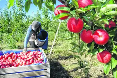 El semáforo de Coninagro que preocupa a Río Negro: peras y manzanas siguen sin recuperarse