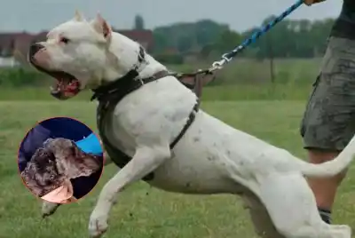 Atacó a un hombre y a su perro en la Costanera y escapó: buscan al dueño del dogo argentino