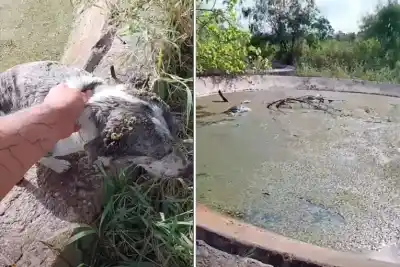Trampa mortal en Paraná: rescata perros de piletones y sospecha que alguien los arroja