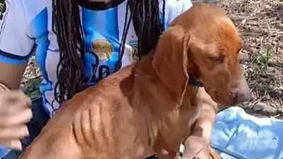 Un perro con bozal y quemaduras fue rescatado en Palpalá: buscan a sus dueños