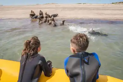 El Golfo San Matías lanza su temporada de fauna marina con una agenda que promete sorprender