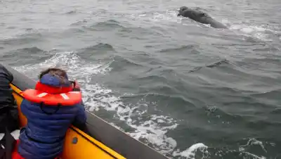 El Golfo San Matías se prepara para su Temporada de Fauna Marina 2026: ¿qué actividades habrá?