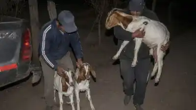 Misterio en El Jumeal: desaparecieron diez cabras y sospechan de un inquilino y del municipio