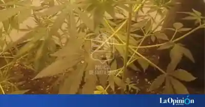 Intentó entrar a una casa en el barrio Fátima, lo atraparon y la Policía terminó secuestrando plantas de marihuana