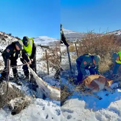 Un guanaco quedó atrapado en un alambrado y Gendarmería lo rescató en plena ruta 63