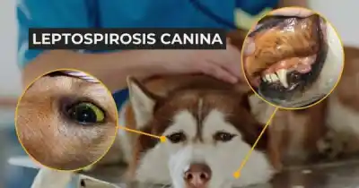 Alerta en Santa Cruz: los riesgos ocultos tras la leptospirosis en perros
