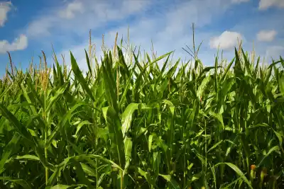 Productores y profesionales: el taller que promete revolucionar el manejo del maíz en San Luis