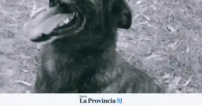 El conmovedor adiós de la Policía de San Juan a Aron, su fiel compañero de cuatro patas