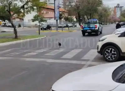 Un gallo suelto en la Costanera hizo que nadie pudiera dormir la siesta