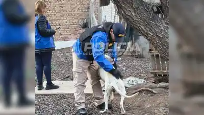 Un perro atado y sin agua: el dramático rescate en un allanamiento por maltrato animal