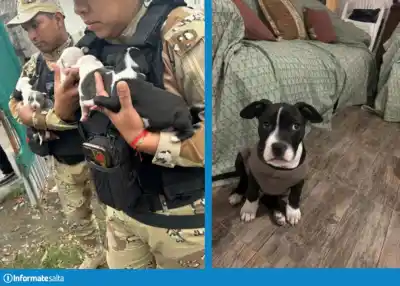¿Qué fue de los 10 pitbulls rescatados de un criadero ilegal en Salta?