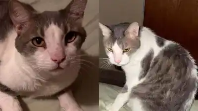La desesperada búsqueda de Matildo: el gato que desapareció en el barrio y conmueve a todos