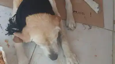 Un labrador espera en la puerta de una escuela: busca desesperadamente una familia