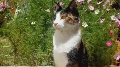 Desesperada búsqueda: perdieron a su gata en La Quiaca y piden ayuda