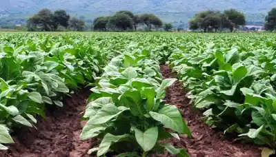 Elecciones en la Cámara del Tabaco: ¿quiénes competirán por la conducción?