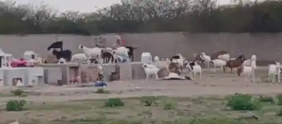 Un cementerio de Salta fue tomado por cabras: el insólito daño que generó indignación