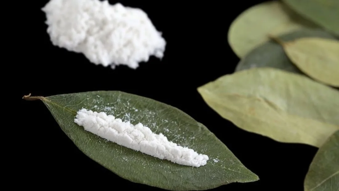 cocaina-leaves-1100x619.jpg