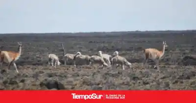 El sorprendente hallazgo sobre los guanacos que podría cambiar la forma de cuidar los pastizales