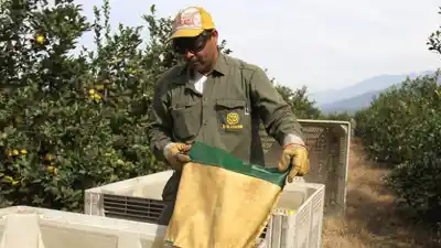 El limón tucumano conquista Centroamérica: Panamá abre sus puertas a los cítricos argentinos