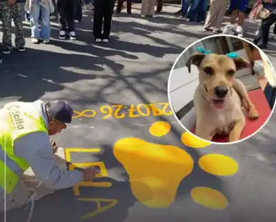 Unanimidad en Diputados: la 'Ley Lola' que promete revolucionar la protección animal en Salta