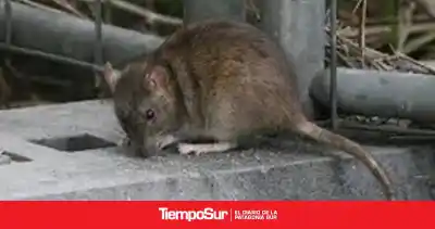 Alerta por leptospirosis en Santa Cruz: qué hay detrás del brote en perros