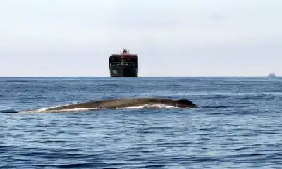 El secreto del Golfo Nuevo: cómo conviven las ballenas con más de 100 barcos