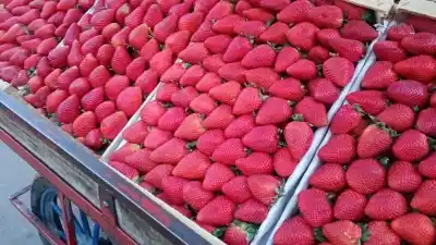 La frutilla se desploma en las góndolas: cuánto cuesta hoy y qué esperar en los próximos meses
