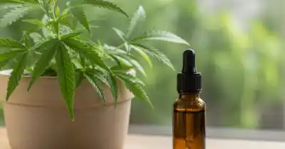 Cannabis medicinal en Salta: el nuevo registro que habilita cultivos y define plazos